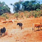    Troupeau de bovins au „pré“ dans le Fouta Djalon