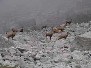 Troupeau de chamois