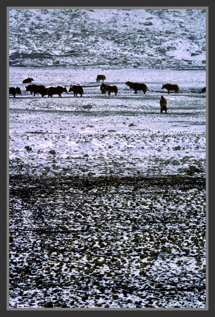 Troupeau de Yacks et berger, Laddahk, approche de l'hiver.