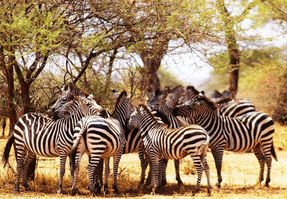 Troupeau de zèbre à l'ombre d'un accacia, Tarangire, Tanzanie