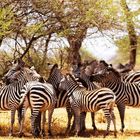 Troupeau de zèbre à l'ombre d'un accacia, Tarangire, Tanzanie