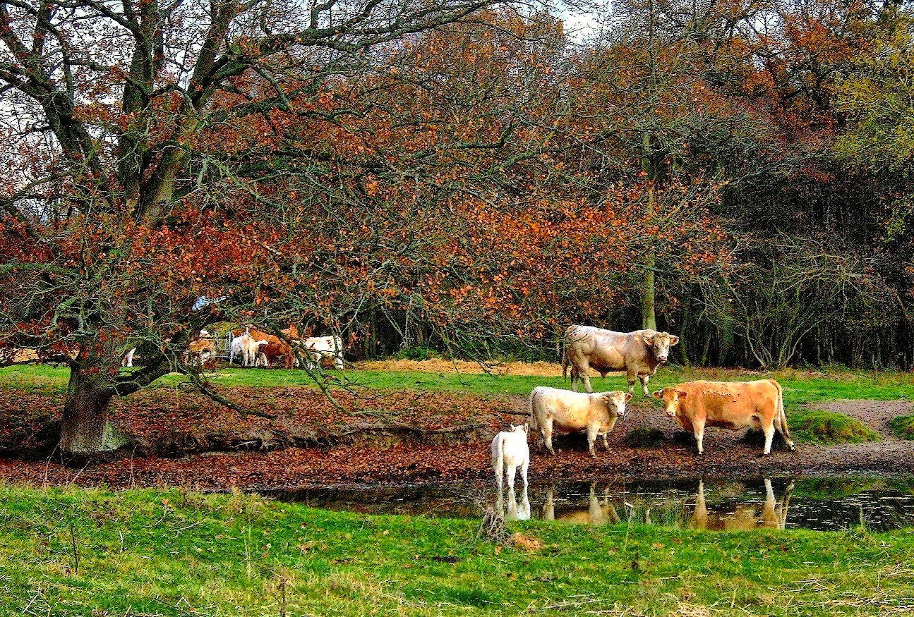 Troupeau en Automne