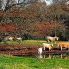 Troupeau en Automne