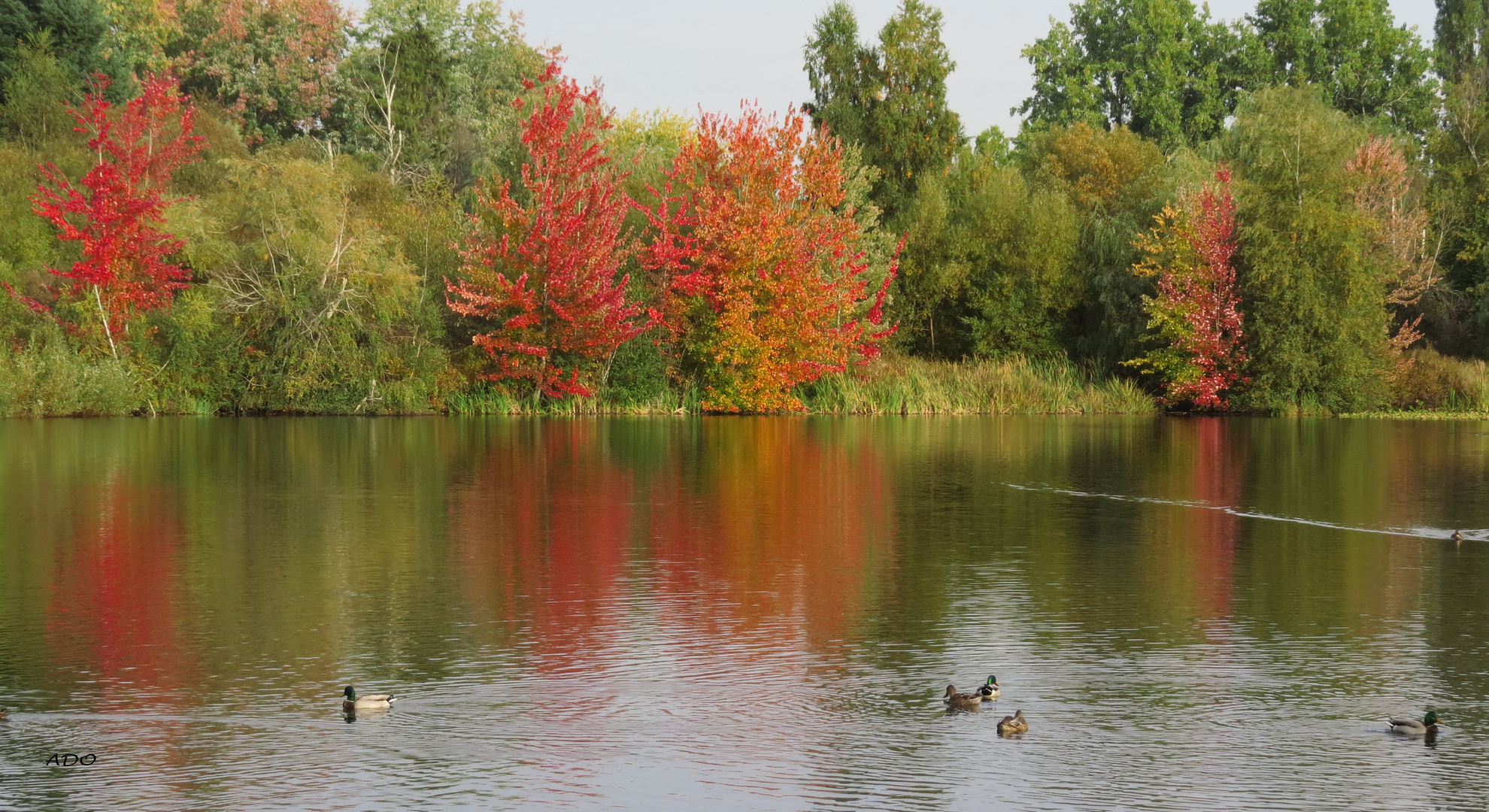 Trout Lake