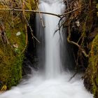 Trouvaille en forêt