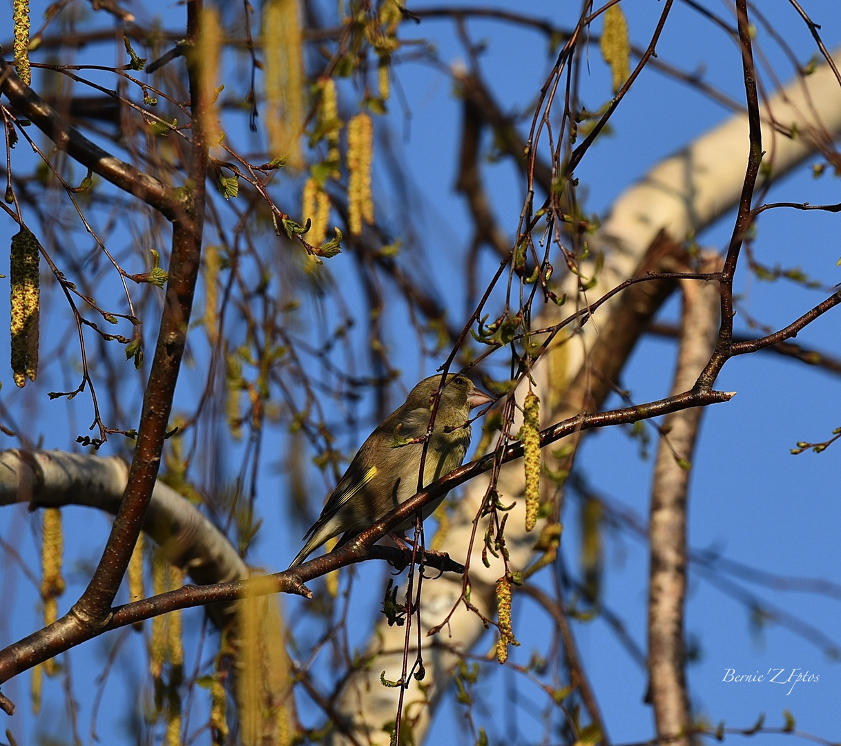 Trouvez l'oiseau (un verdier)