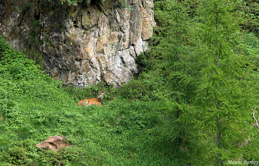 Trovare gli animali nel loro territorio 2