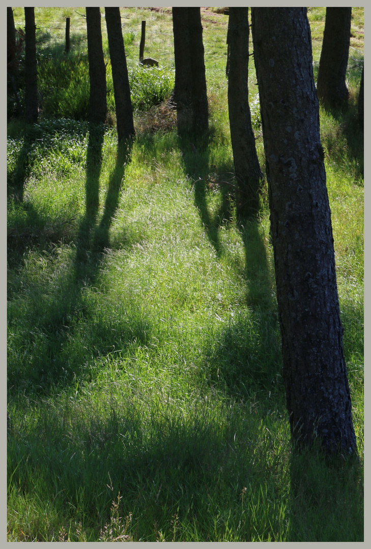 Trows plantation Cheviot Hills 5