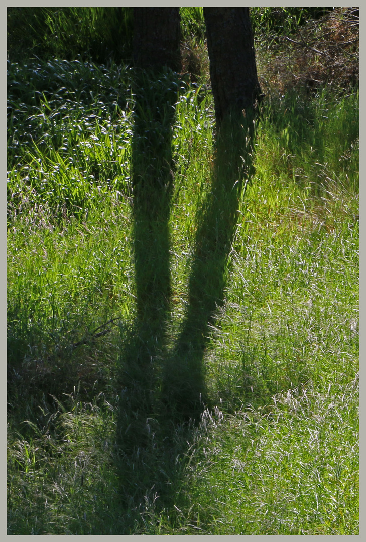 Trows plantation in the Cheviot Hills 4b