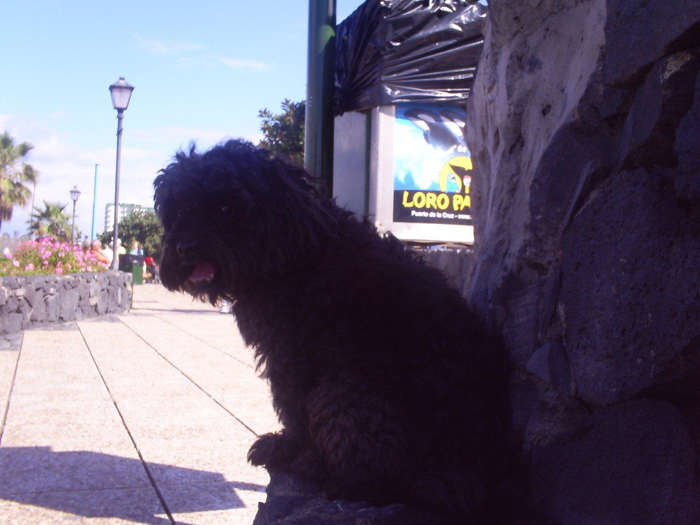 Troy en Playa Jardin