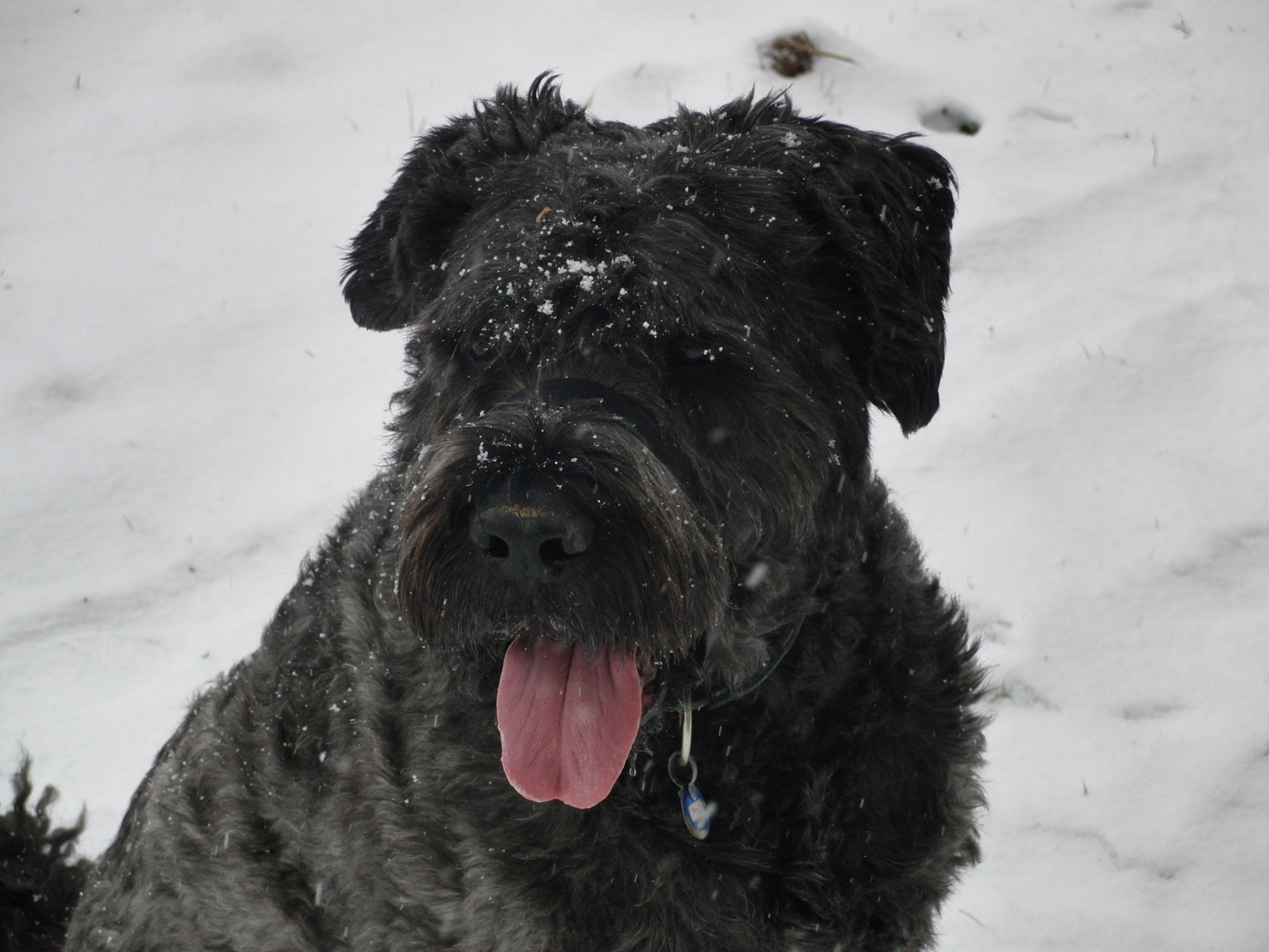 Troy in the snow