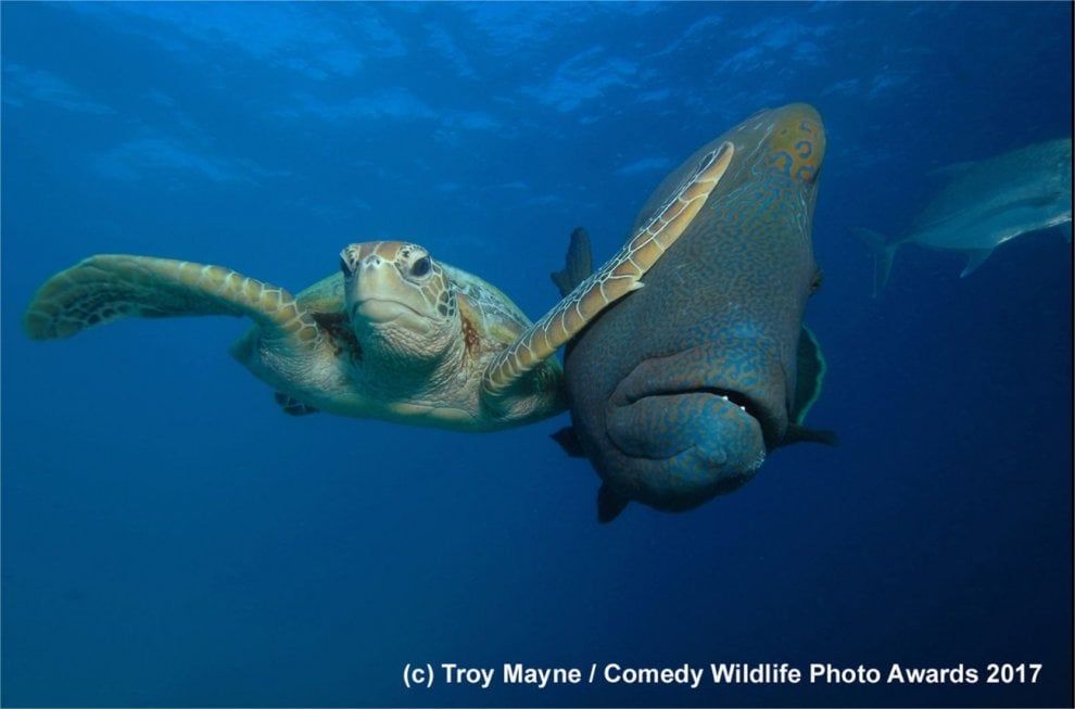 TROY MAINE  Comedy Wildlife Photo Awards 2017