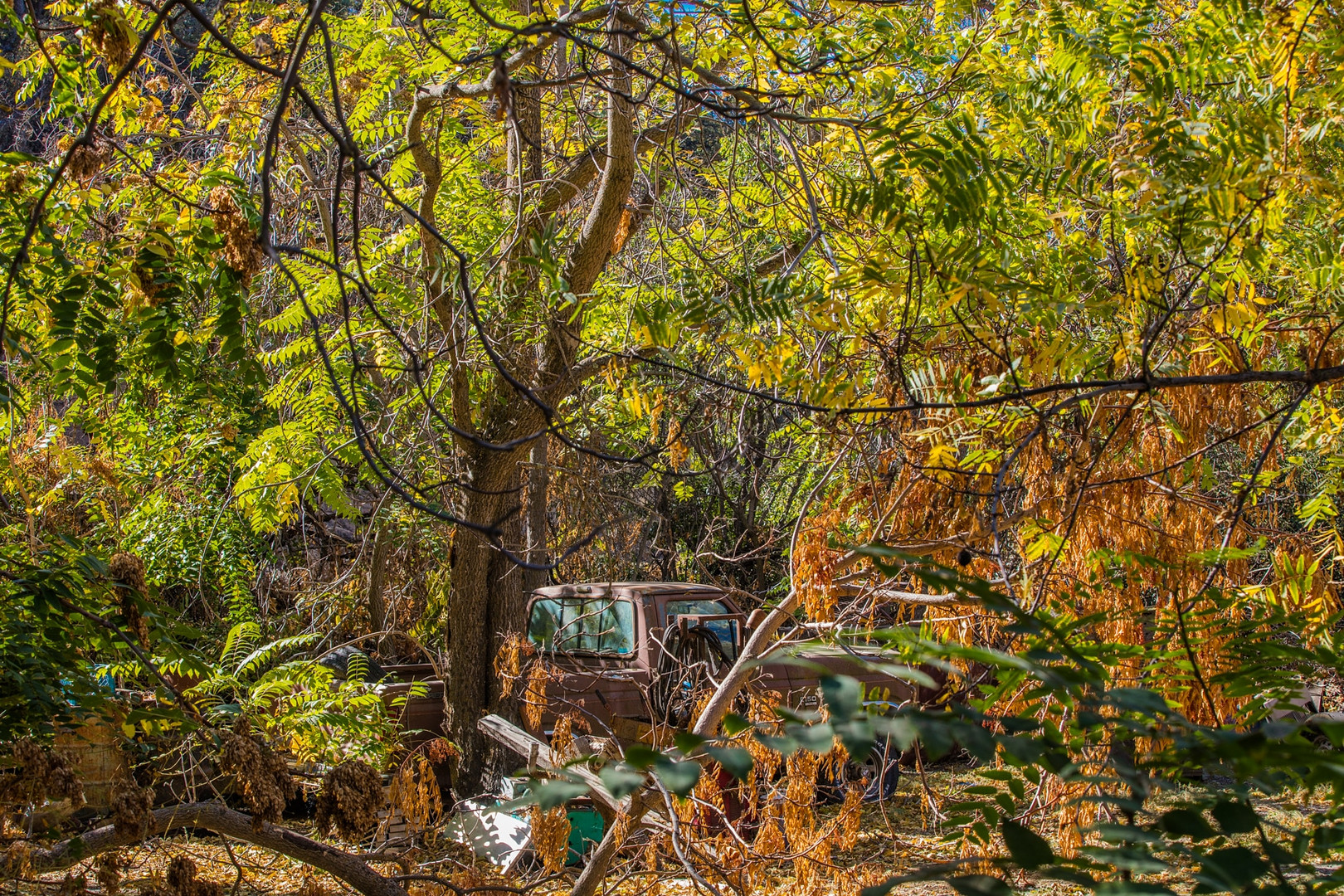 Truck in Autumn 