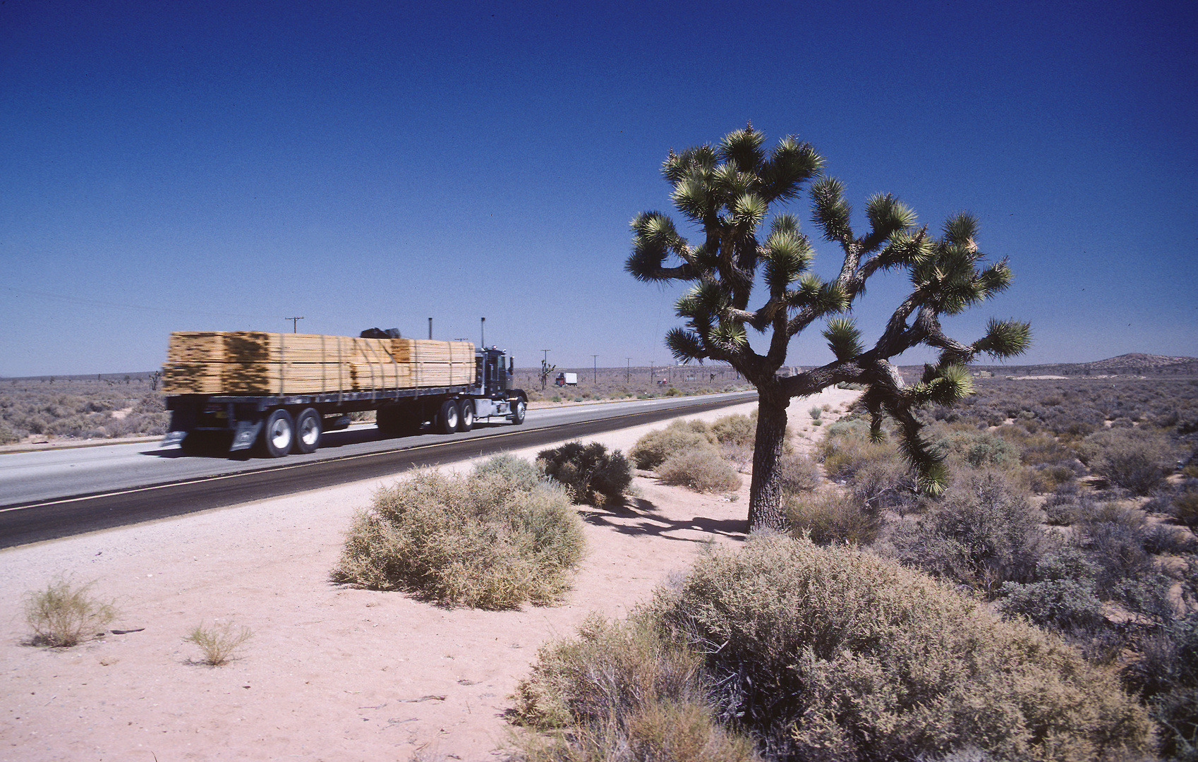 Truck passing a large Joshua Tree in the Mojave Desert...