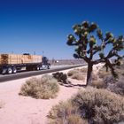 Truck passing a large Joshua Tree in the Mojave Desert...