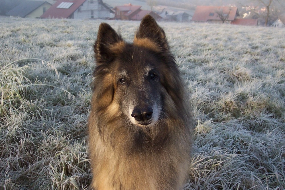 Trude, ein ganz besonderer Tervueren