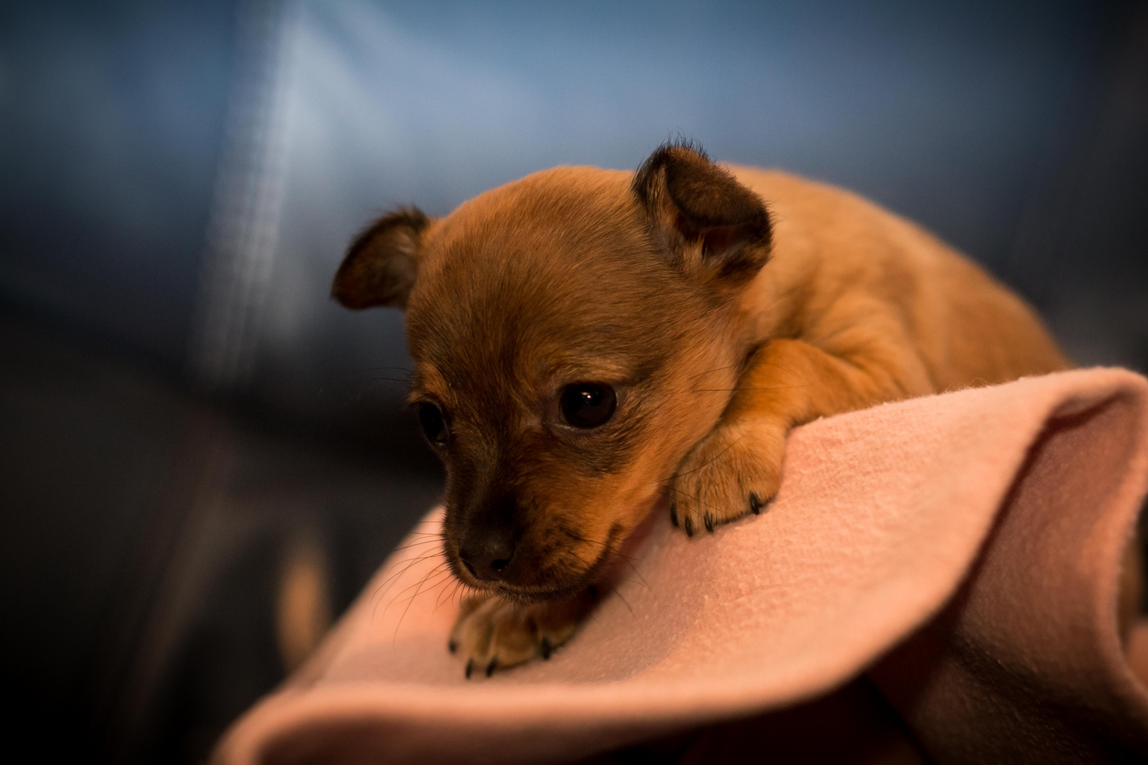 Trudy vom Zuhause gesucht Tierschutzverein e.V.