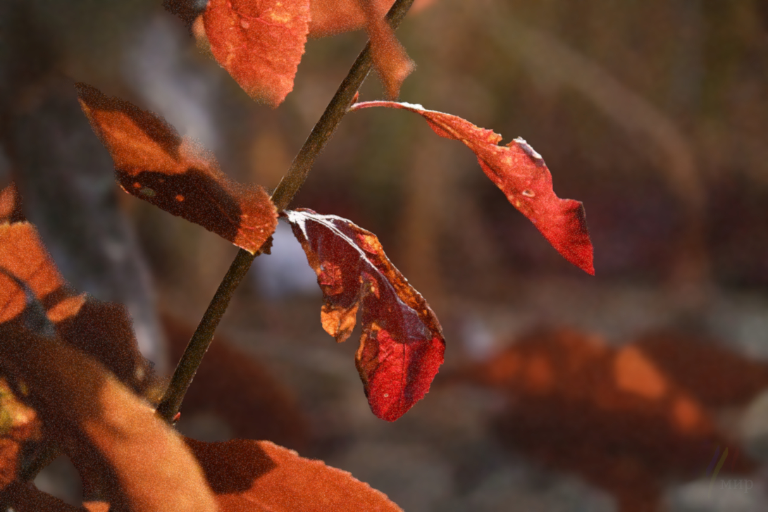 true autumn colours 