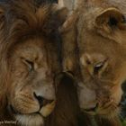 True Love of Lionhearts