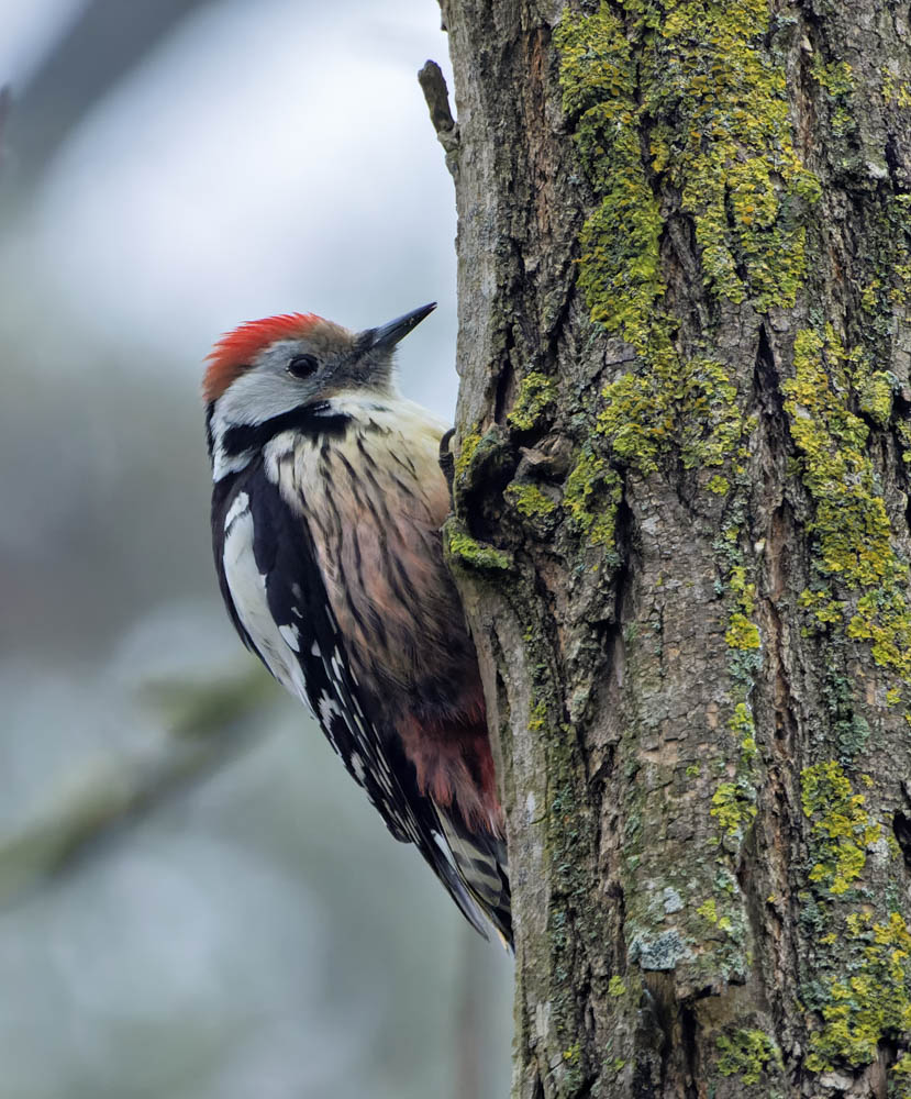 Trüb.... Foto & Bild natur, tiere, wildlife Bilder auf