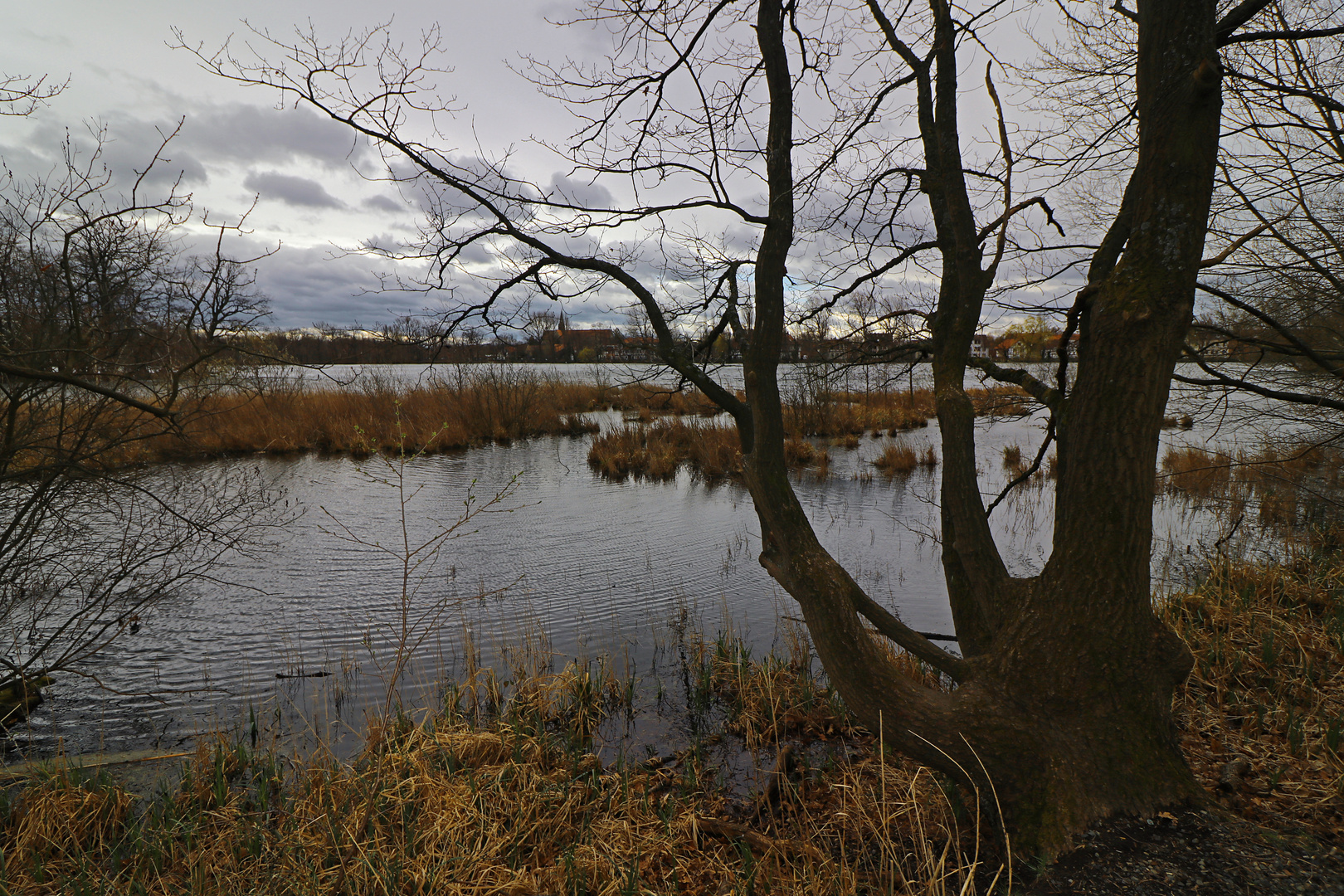 Trübe Stunde am Teich Foto & Bild landschaften, wasser, bäume Bilder