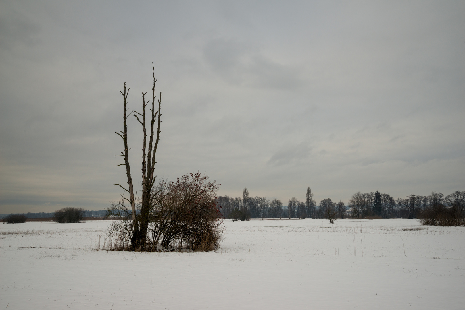 Trübe Winterlandschaft