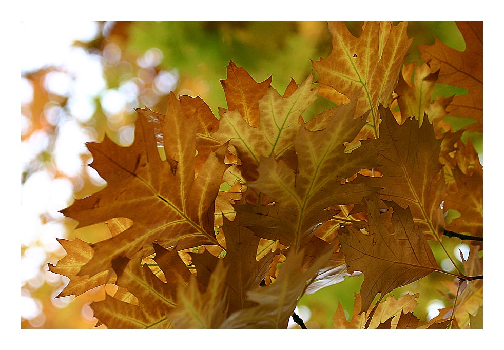 trüber Herbst