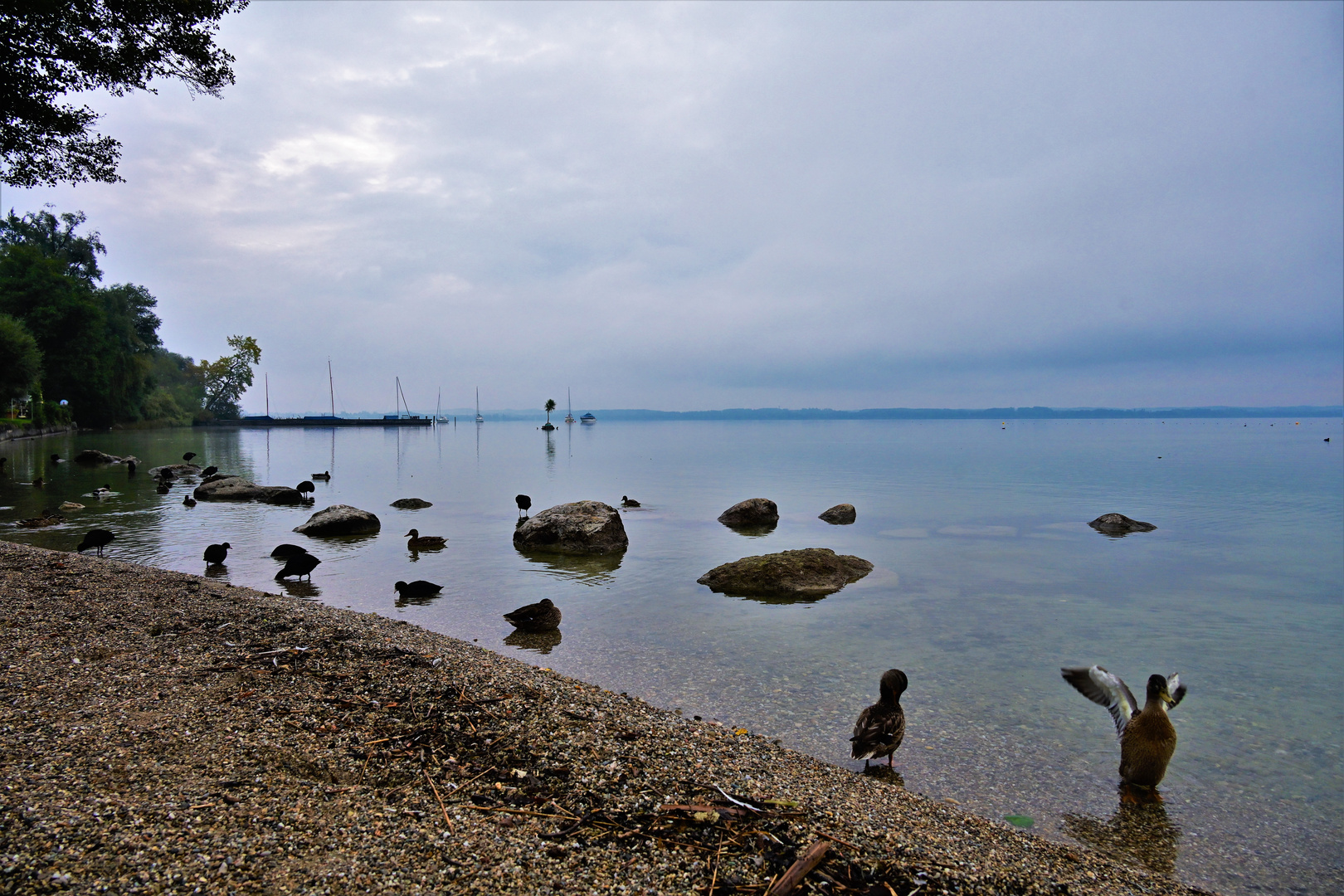 Trüber Sonntag mit Enten