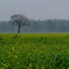 Trüber Spätherbst 2020 im südl. Münsterland: Senfsaatfeld mit einem einsamen Baum