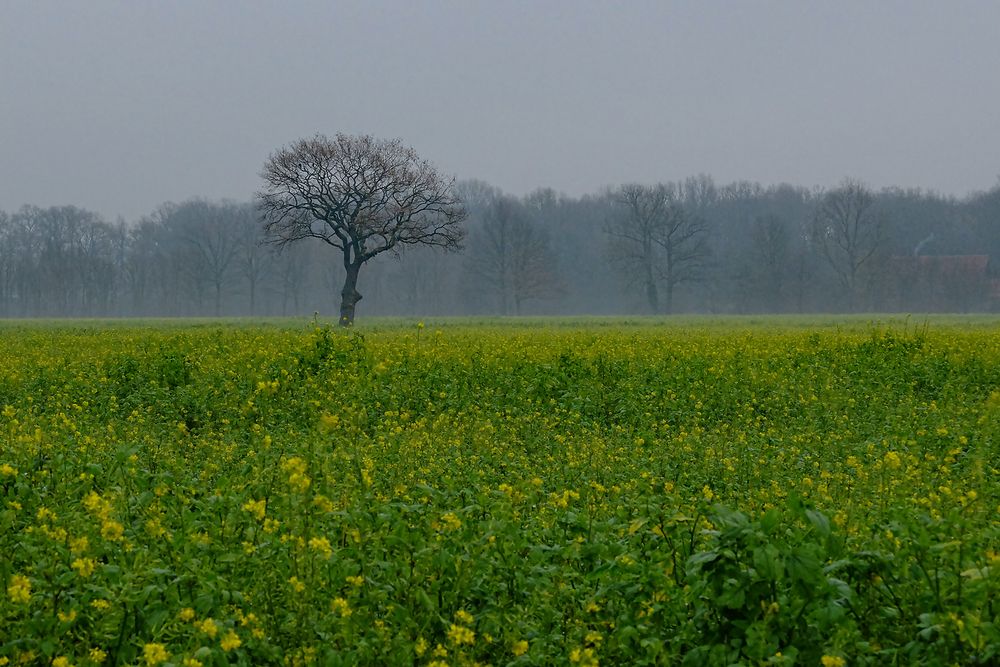 Trüber Spätherbst 2020 im südl. Münsterland: Senfsaatfeld mit einem einsamen Baum
