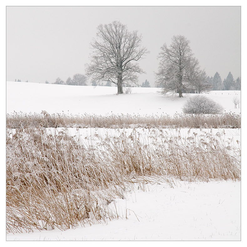 Trüber Wintertag II