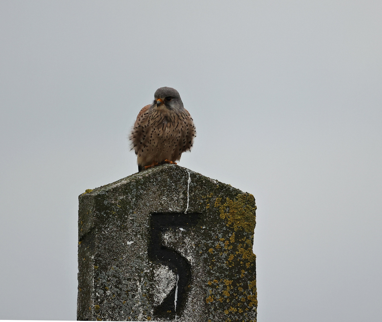 ------  trübes Wetter heute ------