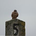 ------  trübes Wetter heute ------