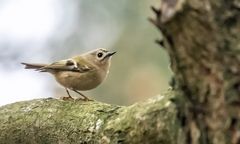 Trübes Wetter - Hohe ISO - rauschiges Bild