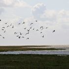 Trübes Wetter- Start der Möwen