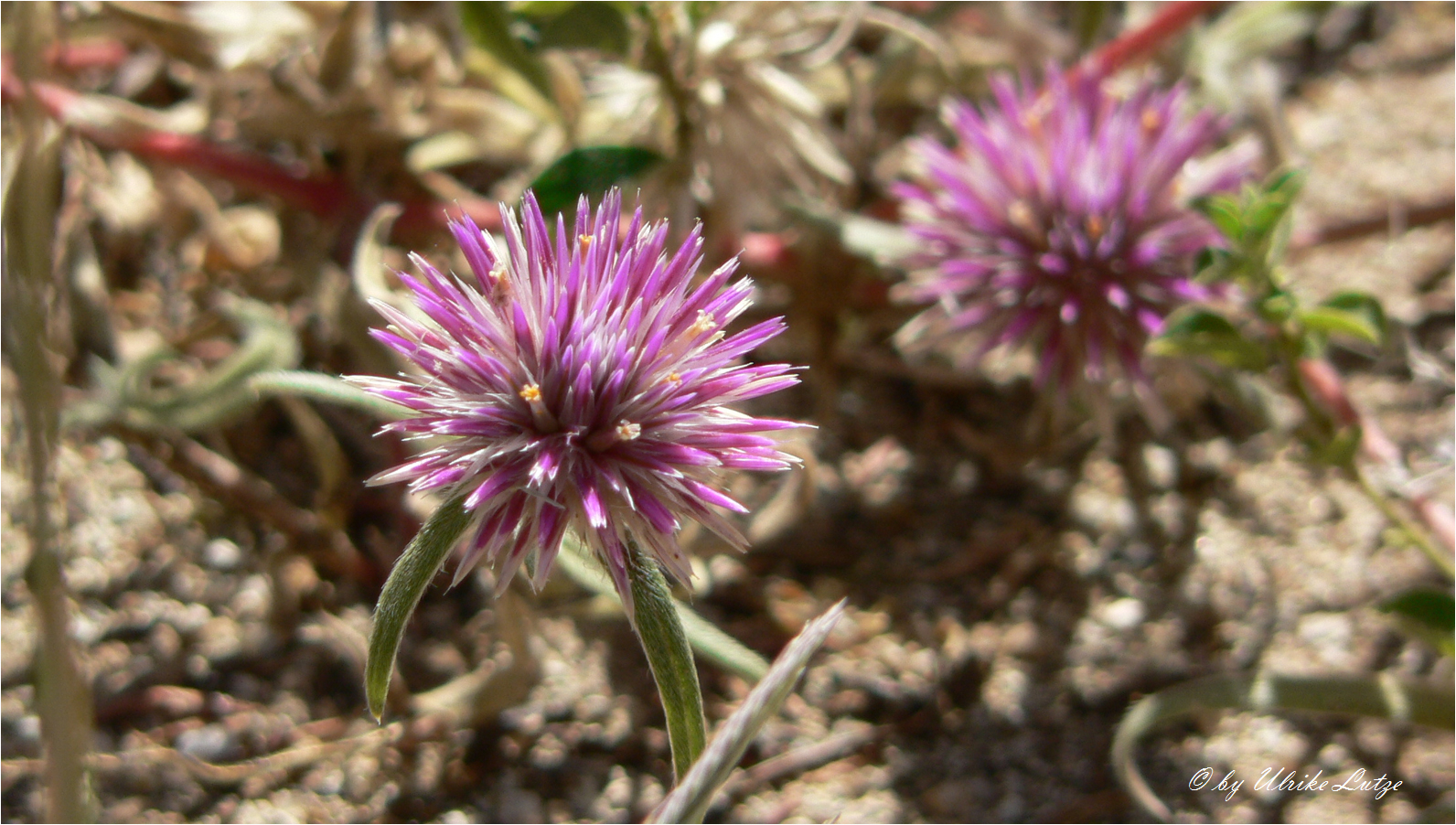 ** TrueBlue ** Pincushion Brunonia Australis **