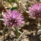 ** TrueBlue ** Pincushion Brunonia Australis **