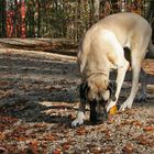 ~ Trüffelhund? ~