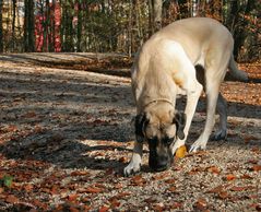 ~ Trüffelhund? ~