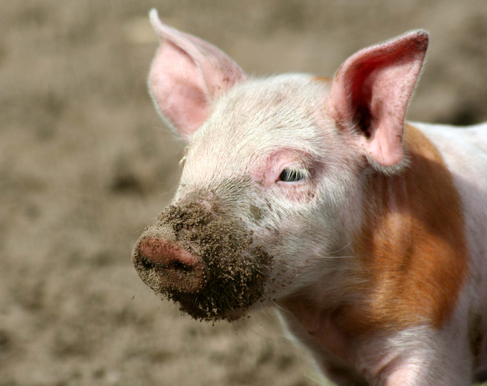 Trueffelschwein Trueffelschwein