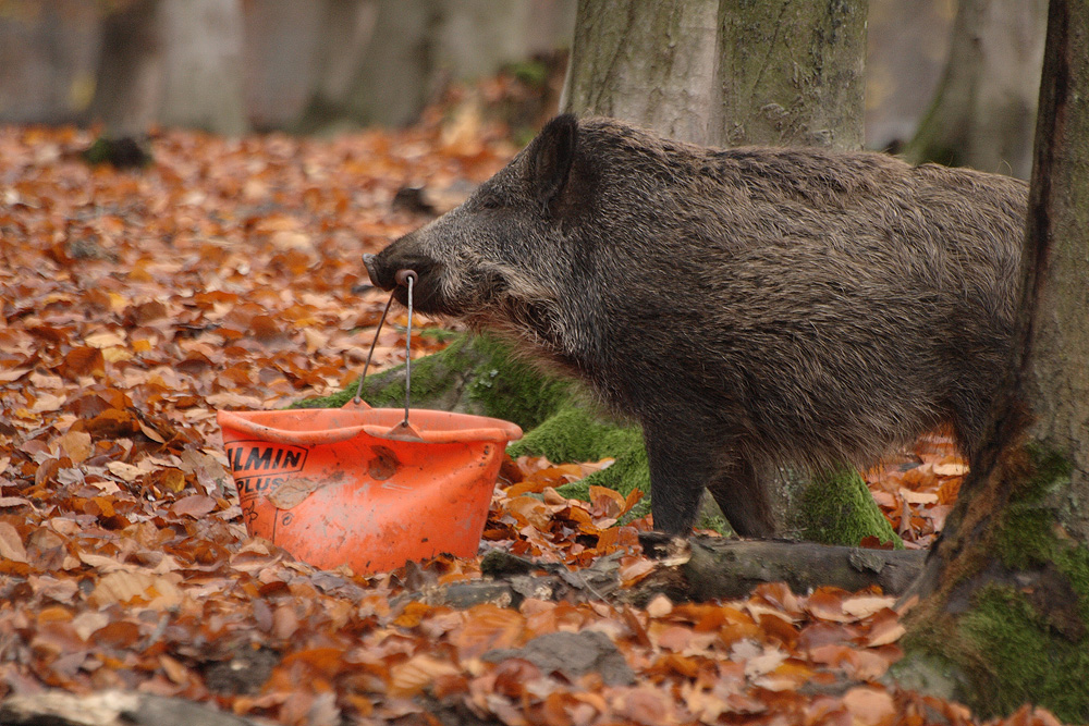 Trüffelschwein mit eigenem Eimer 2