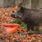 Trüffelschwein mit eigenem Eimer 2