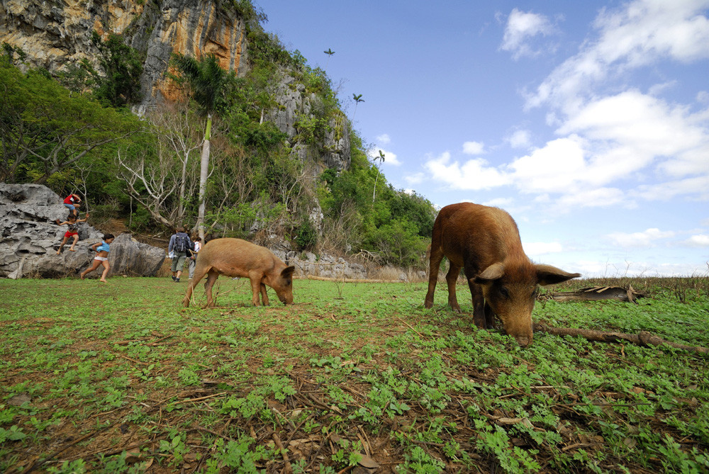 "Trüffelschweine am Kletterfels" auf Cuba