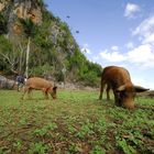 "Trüffelschweine am Kletterfels" auf Cuba