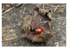 trügerische Geborgenheit, so zerbrechlich