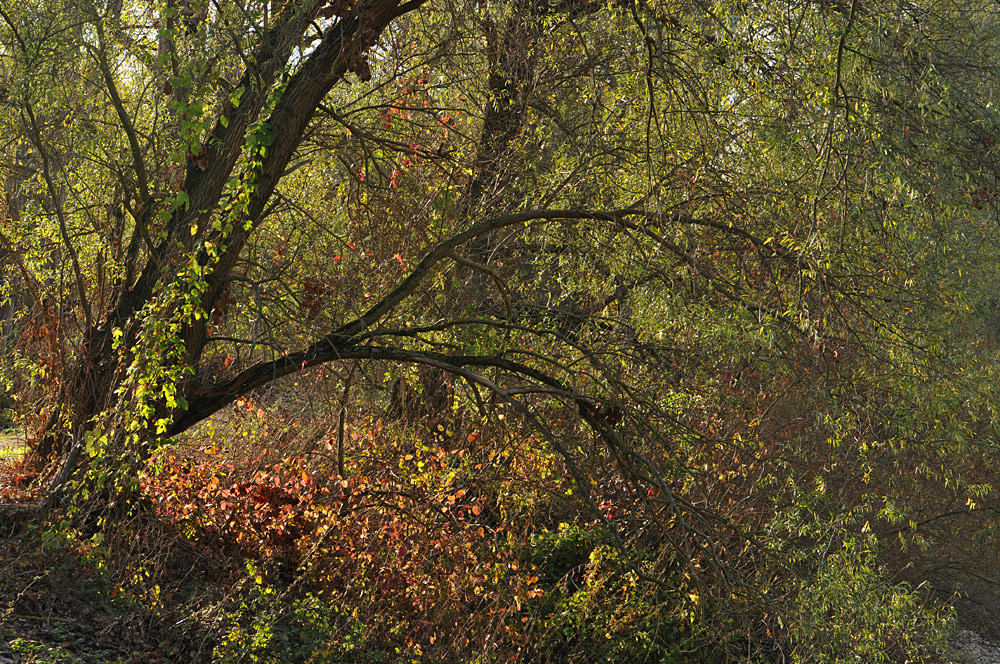 (Trügerische) Herbststimmung in der Kandel 01