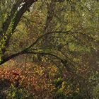 (Trügerische) Herbststimmung in der Kandel 01