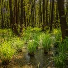 Trügerische Idylle im Wald von Prerow