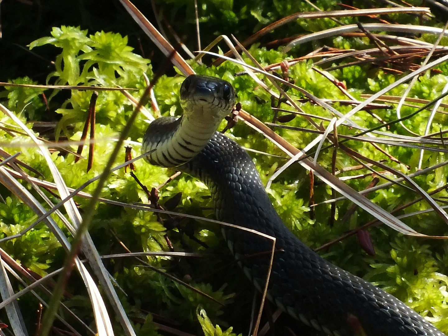 Trügerisches Torfmoos (Sphagnum fallax) mit Ringelnatter (Natrix natrix)