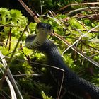 Trügerisches Torfmoos (Sphagnum fallax) mit Ringelnatter (Natrix natrix)